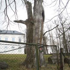 Dub u zámečku Schönwald