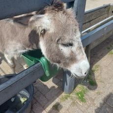 Kinderboerderij De Trotse Pauw