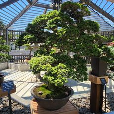 Larz Anderson Bonsai Collection