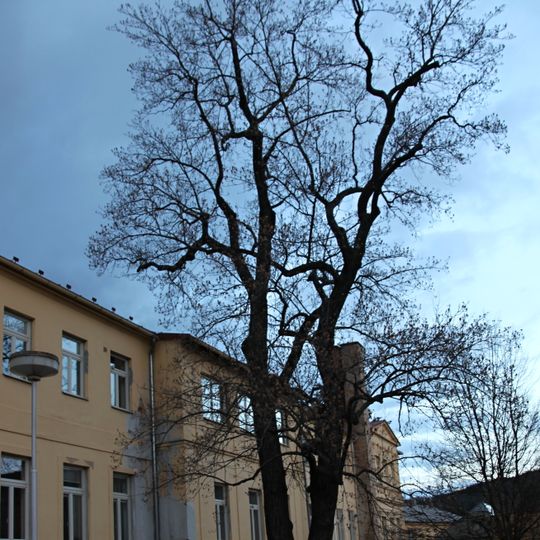 Prachatický liliovník