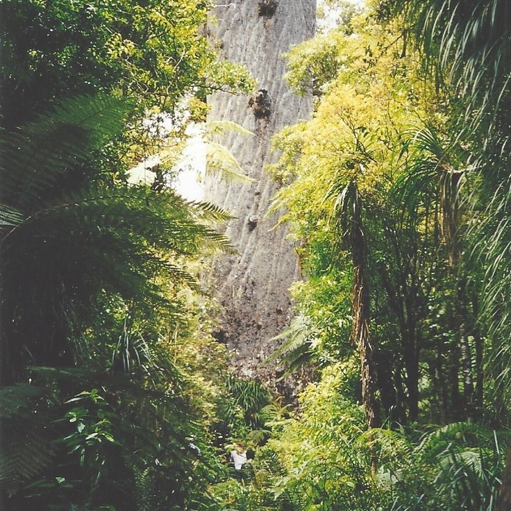 Waipoua-Wald