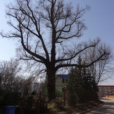 Liberec - lípa v Žitné ulici