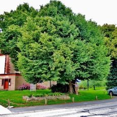 Turenne lime tree