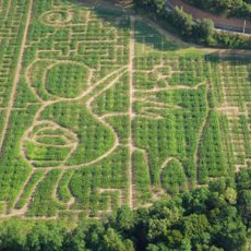Labyrinthe Végétal