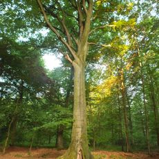 LSG-Buchholzer - Wickrather Wald