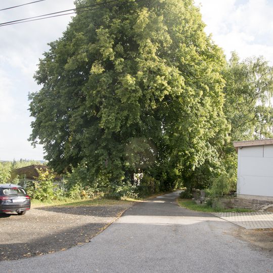 Tilia platyphyllos in Jistebsko - Krásná