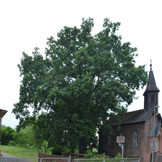 Mühlener Eiche von Eschhofen