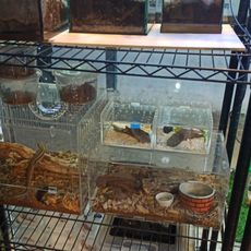 Insect vendor