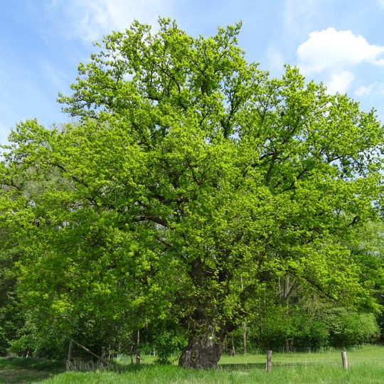 Eiche von Rodemann