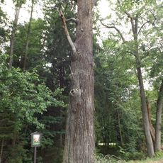 Dub u rybníka Malý Závistivý