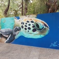 Meo - Tortues