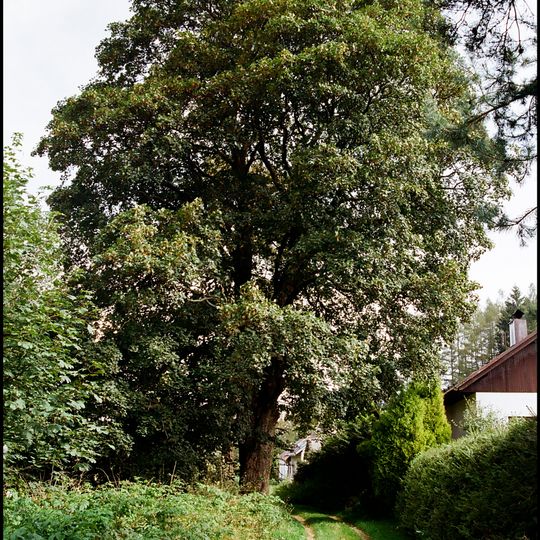 Klen Přední Výtoň