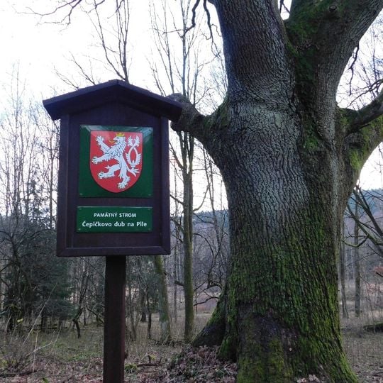 Čepičkovo dub na Pile