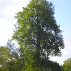 Lípa ve Střížově