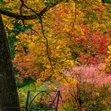 Park-arboretum of Saint Petersburg Botanical Garden