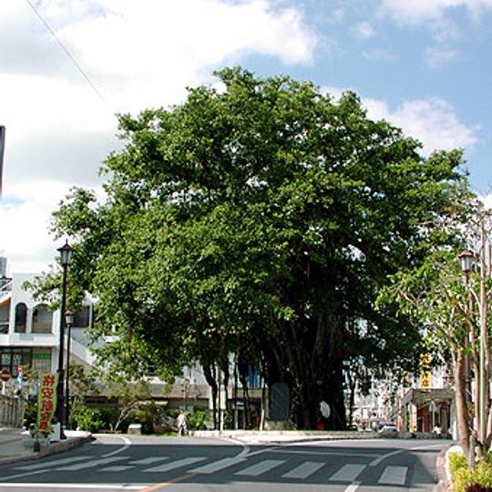 Hinpun Banyan Tree