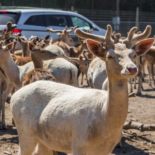 African Safari Wildlife Park