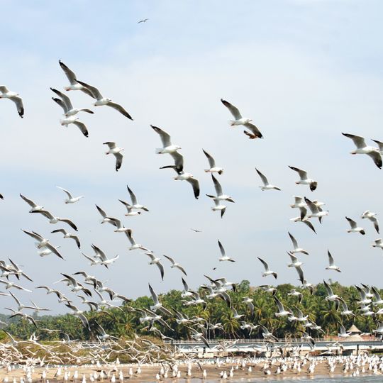 Kadalundi Bird Sanctuary