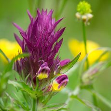 Weinberg bei Hohenzell