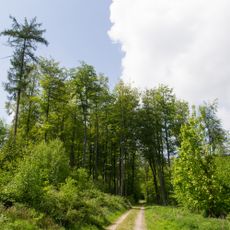 Buchenwald am Südosthang der Grotenburg