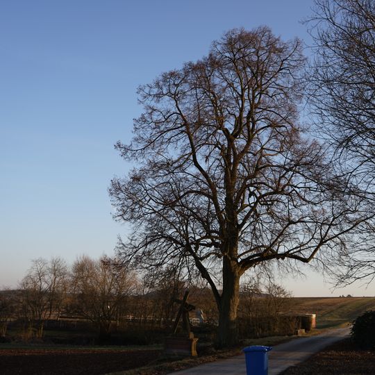 Naturdenkmal 1 Winterlinde Untere Dorfwiesen