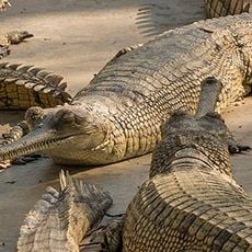 Chitwan-Nationalpark