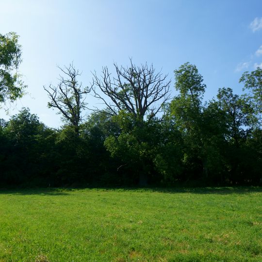 Vier Eichen am Tannenwäldle