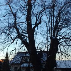 Lípa srdčitá v Libkově Vodě