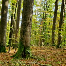 Naturwald Kleinengelein