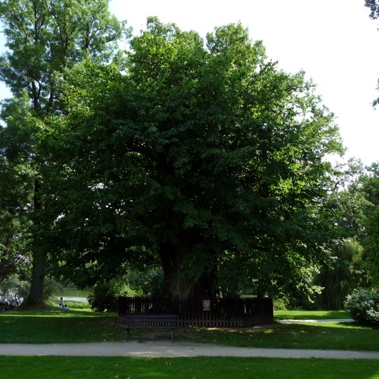 Zachariášova lípa