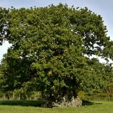 Wyndham's Oak