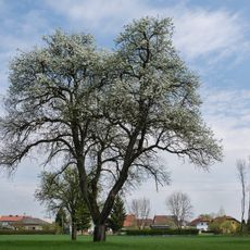 Birnbaum in Marchtrenk