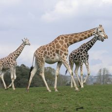 Fota Wildlife Park