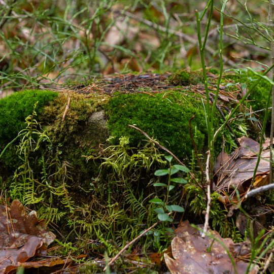 Grenzstein Fürther Stadtwald in Fürth