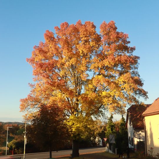 Strom v ulici K Zámkům