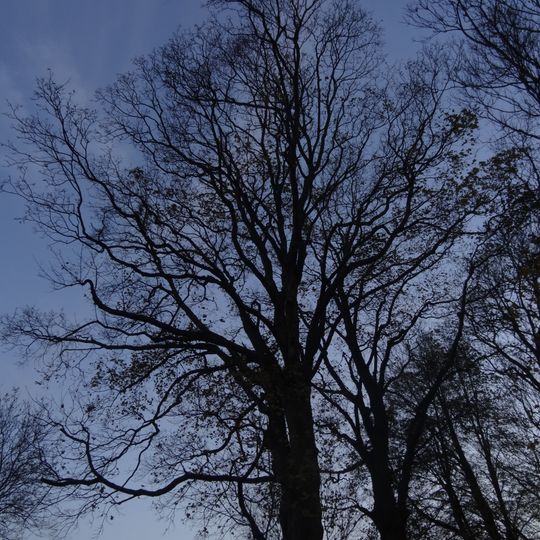 Liberec - javor v Dětřichovské ulici