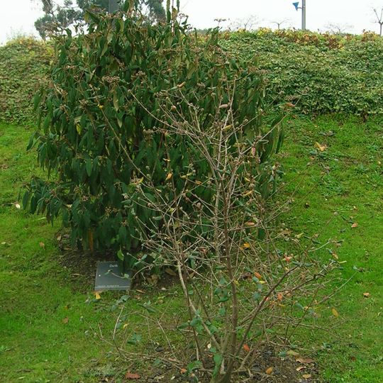 Jardín Botánico de Baracaldo
