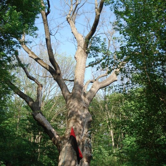 Millennial oak tree of Maksym Zaliznyak