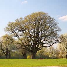 Naturdenkmal Eiche Schafwasen Häckersweg