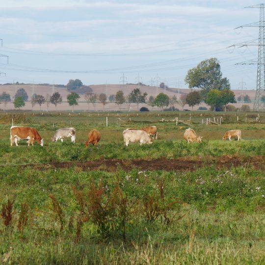 Siebendörfer Moor [Schwerin]
