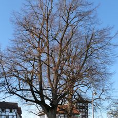 Linde auf dem Anger in Rechtebach