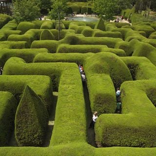 Aschombe Maze & Lavender Gardens