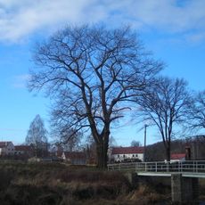 Dub Františka Josefa I.