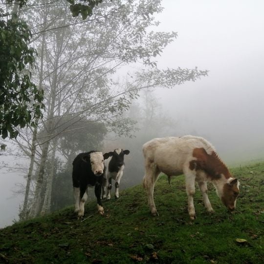 Refugio de Vida Silvestre Bosques Nublados de Udima