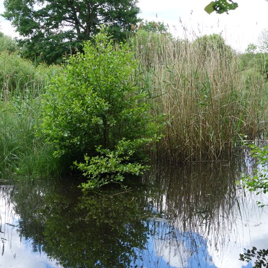 Obermannslache bei Froschhausen
