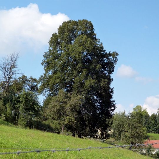 1 Linde oberhalb der Rosenberger Str.