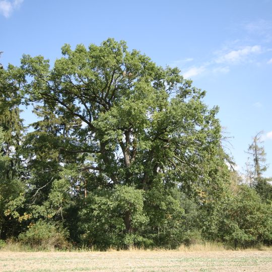 Oak in Dubiny