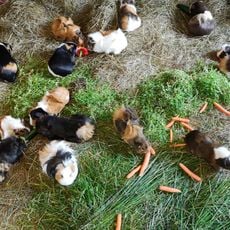 Hólar Farm Mini Zoo