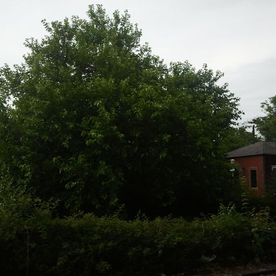 1 Maulbeere, Wohlgelegen, Feudenheimer Straße