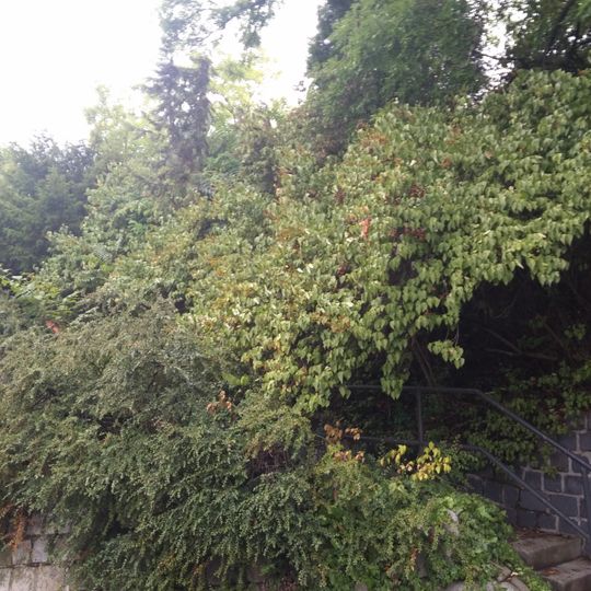 Vila so záhradou, záhrada